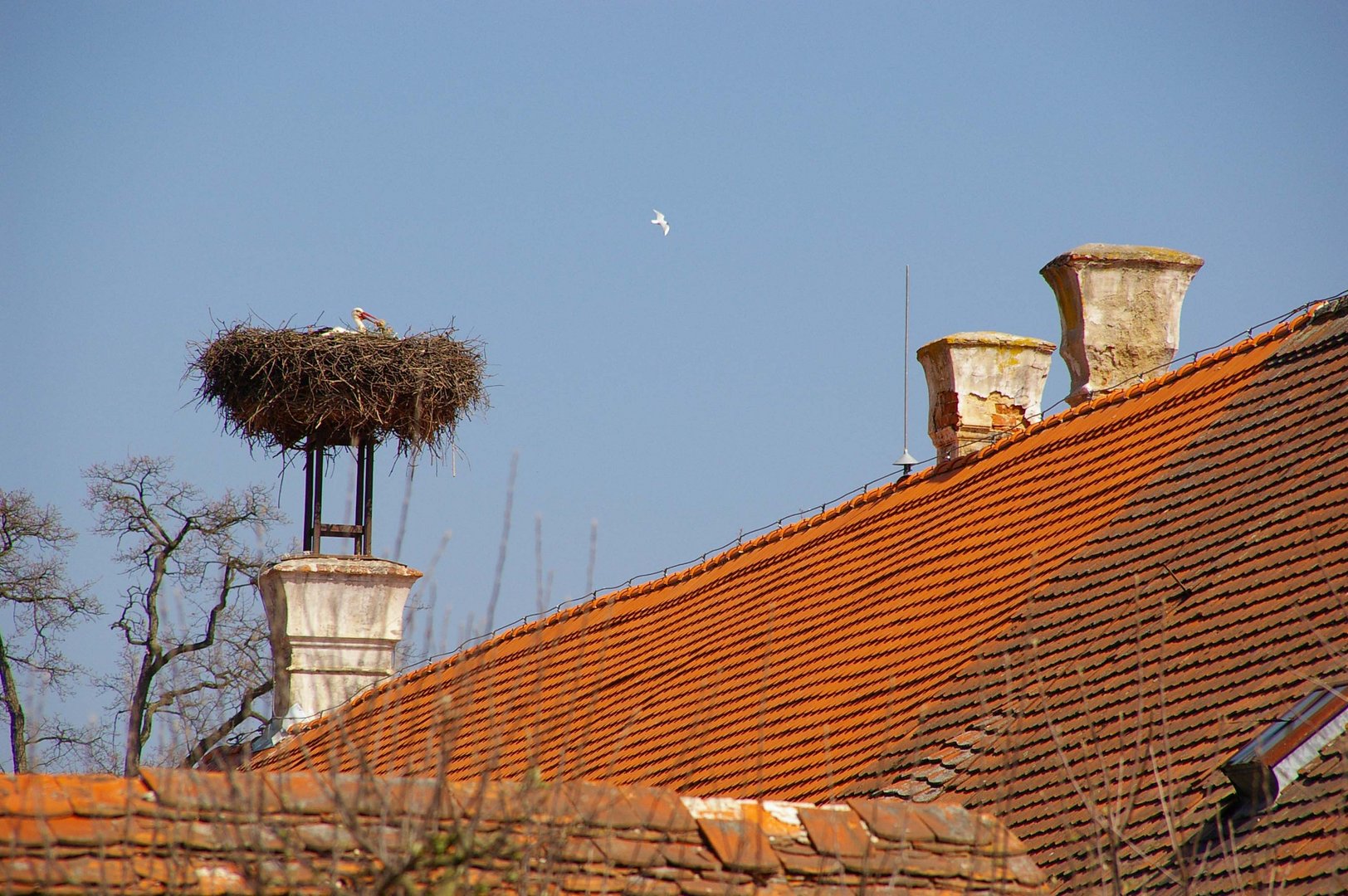 Storch und Möwe