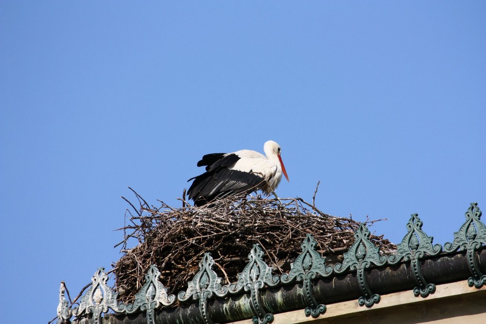 Storch und Nest in der Wilhelma Stuttgart