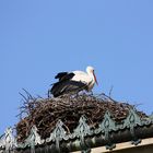 Storch und Nest in der Wilhelma Stuttgart