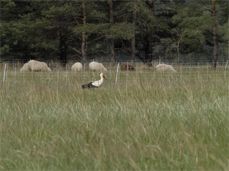 storch und schafe