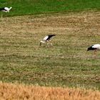 Storch und Störche - sonst NIX