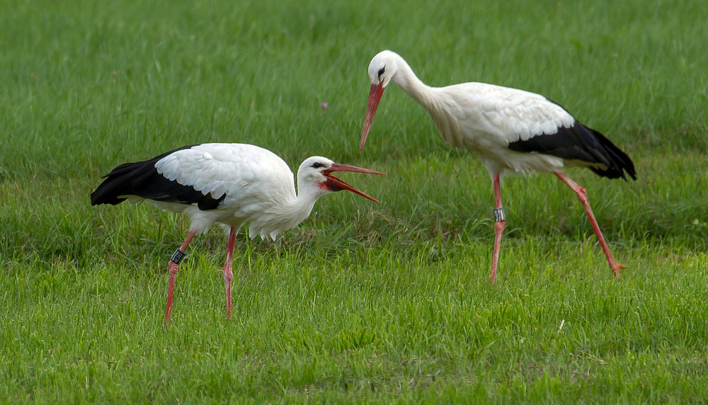 Storch und Storch