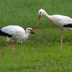 Storch und Storch