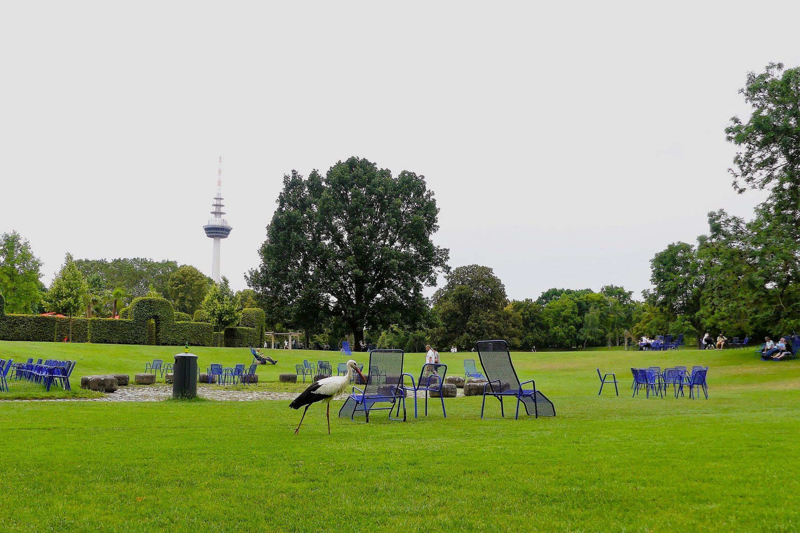 Storch und Stühle