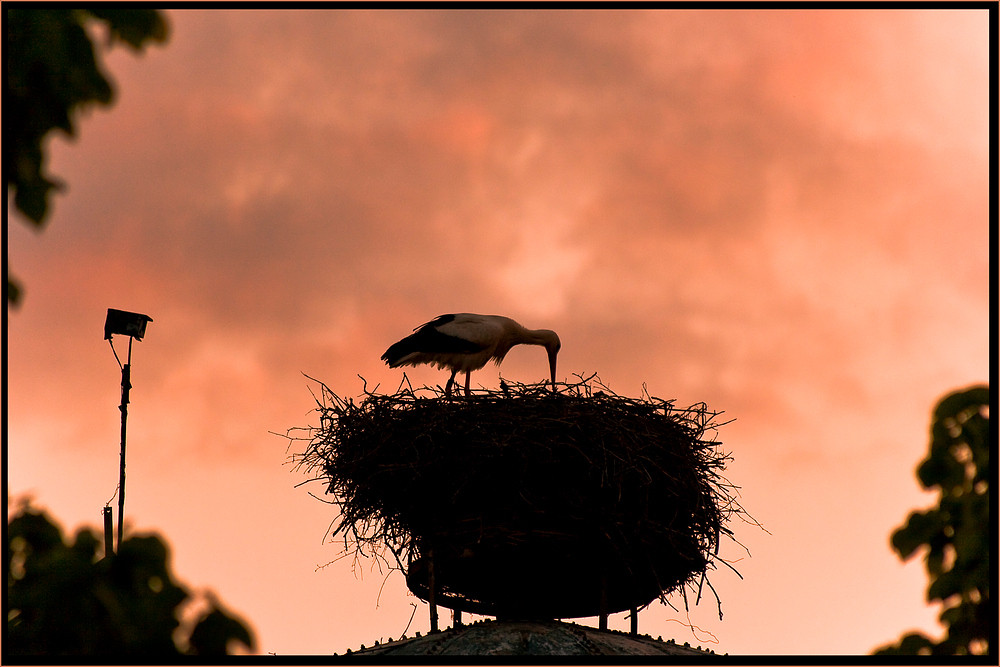 Storch unter Beobachtung