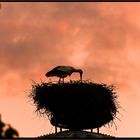 Storch unter Beobachtung