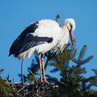 Storch unter Sonne