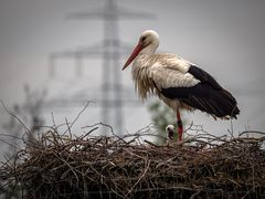 Storch unter Strom