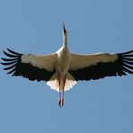 Storch v unten