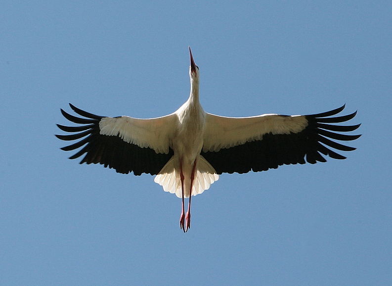 Storch v unten