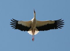 Storch v unten