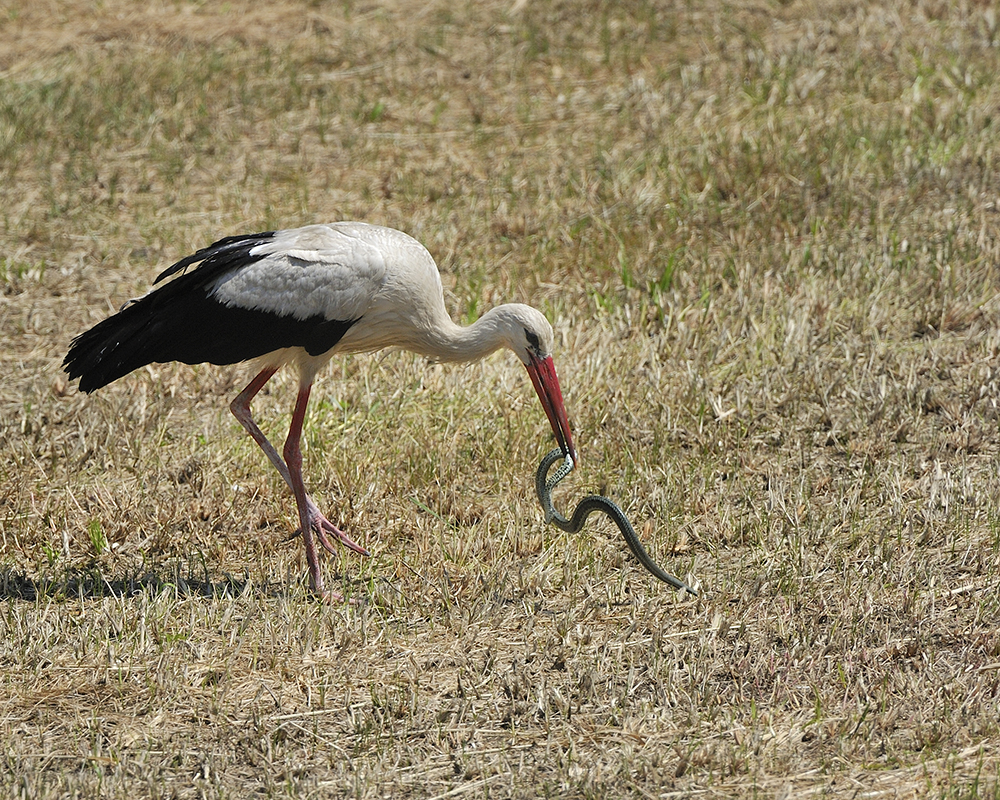 Storch verschlingt Schlange