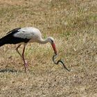 Storch verschlingt Schlange