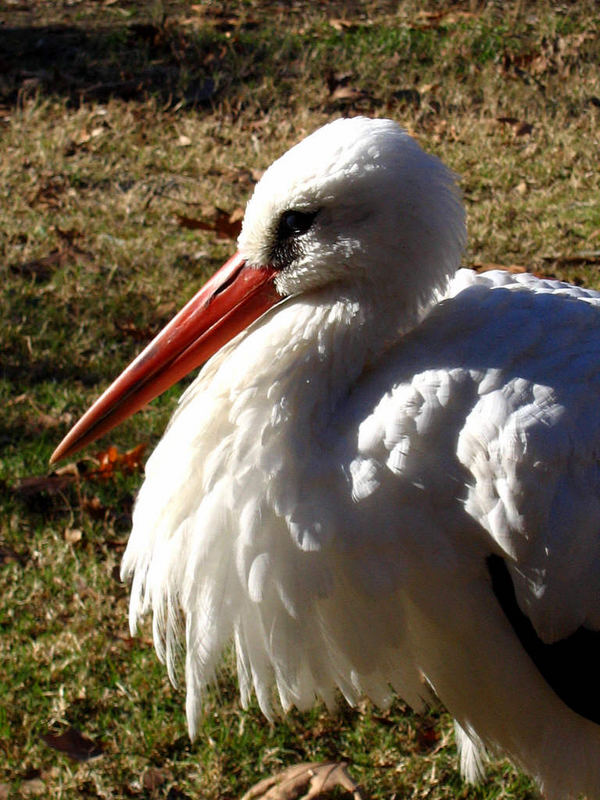 Storch von Dalyan