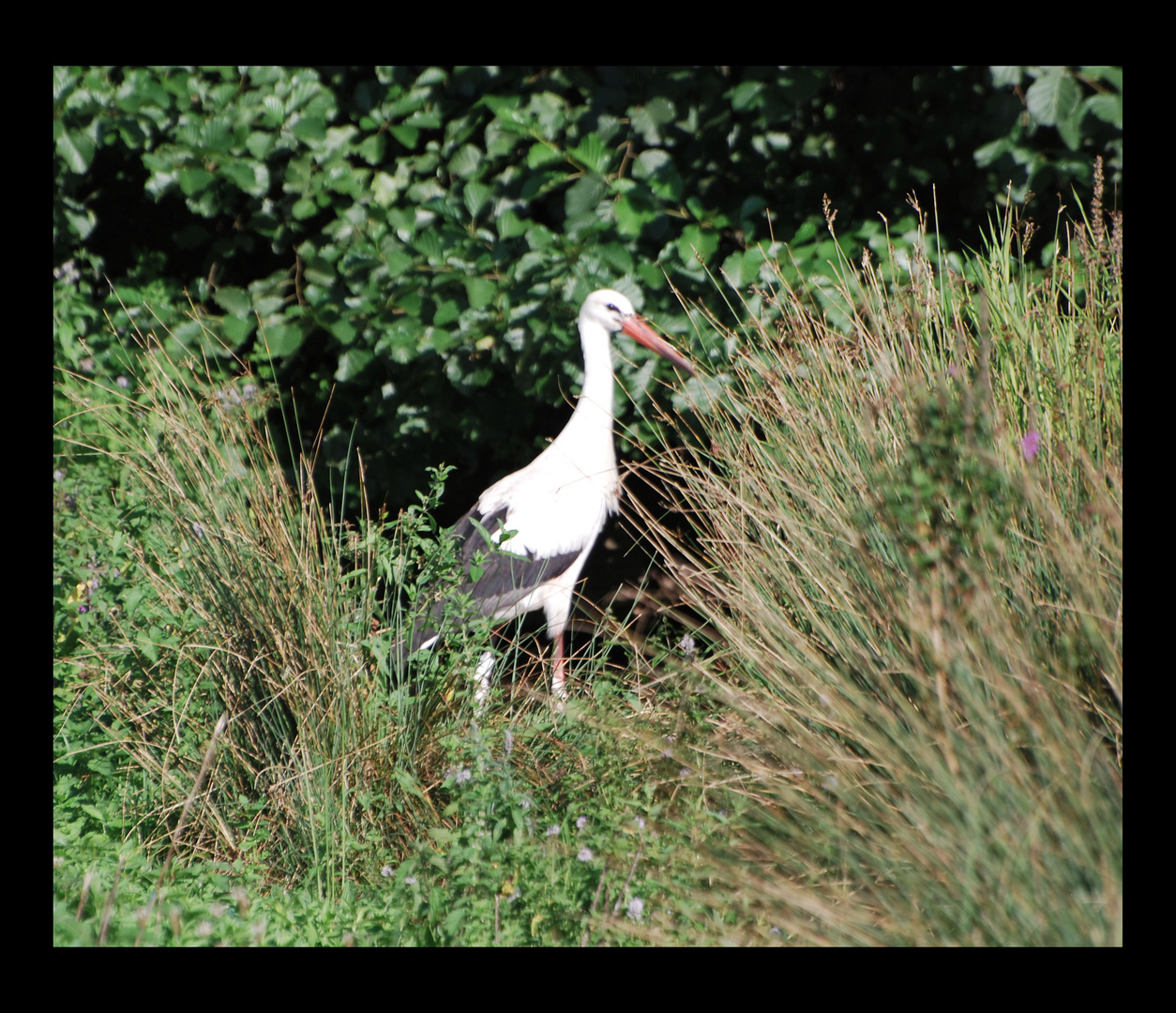 Storch von Salem