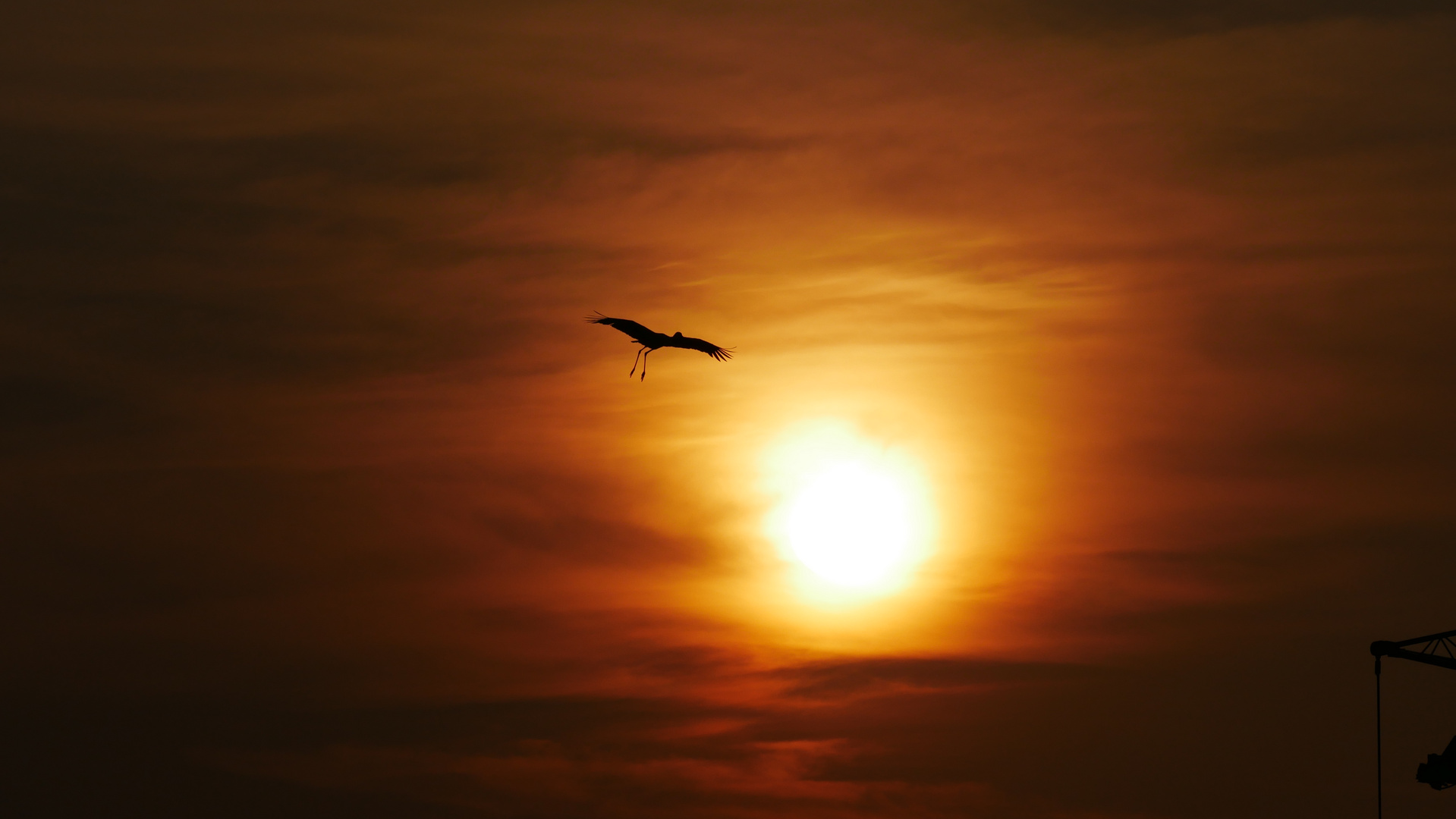 Storch vor Abendsonne