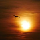 Storch vor Abendsonne