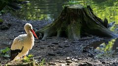 Storch vor Baumstumpf