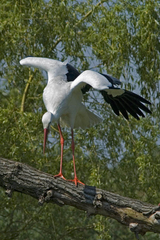 Storch - vor dem Abflug