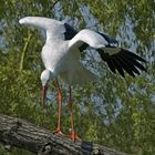 Storch - vor dem Abflug