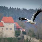 Storch vor der Creuzburg