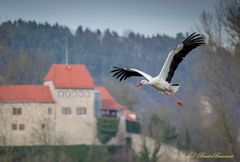 Storch vor der Creuzburg