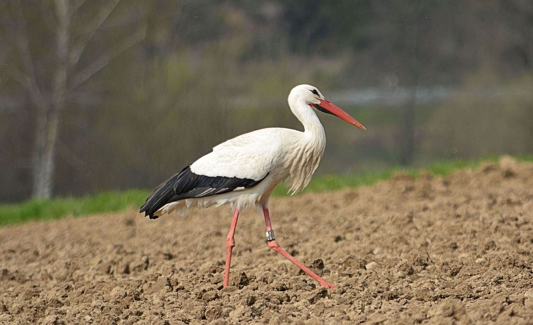 Storch vor meinem Fenster1