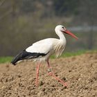 Storch vor meinem Fenster1