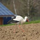 Storch vor meinem Fenster2