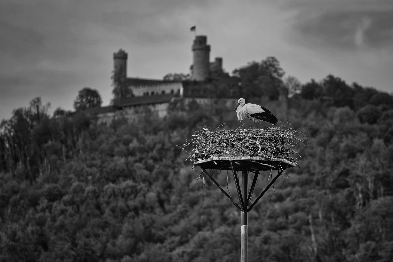 Storch vor Schloss Auerbach