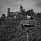 Storch vor Schloss Auerbach