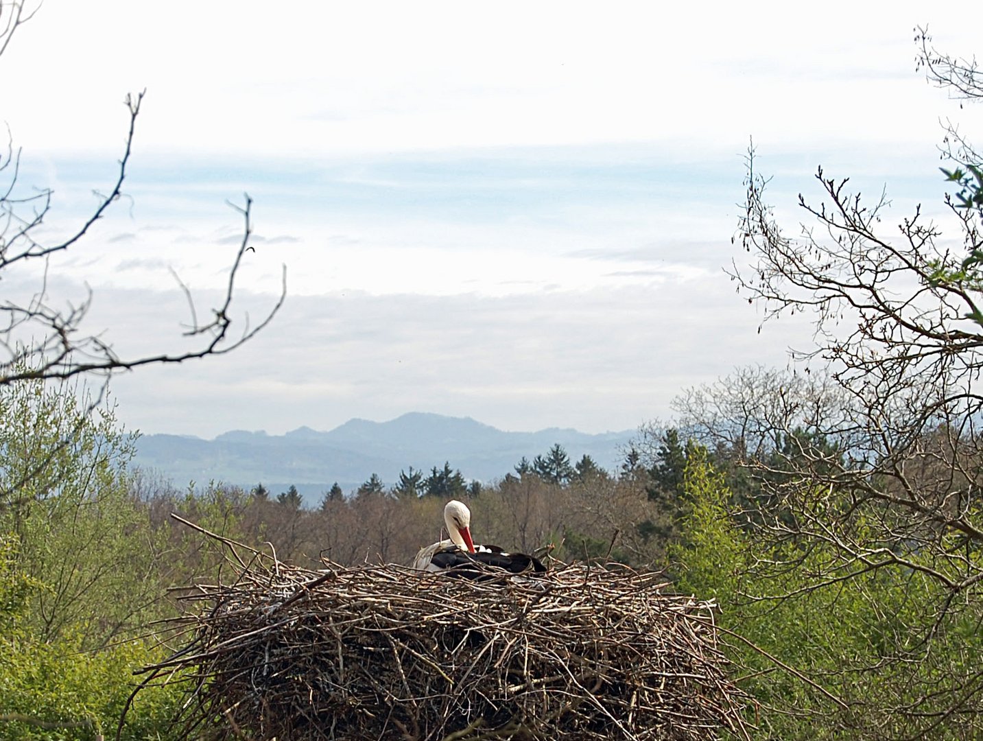 Storch vor Schweizer Berge