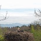 Storch vor Schweizer Berge