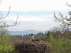 Storch vor Schweizer Berge