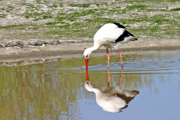 Storch vor St. Peter-Ording