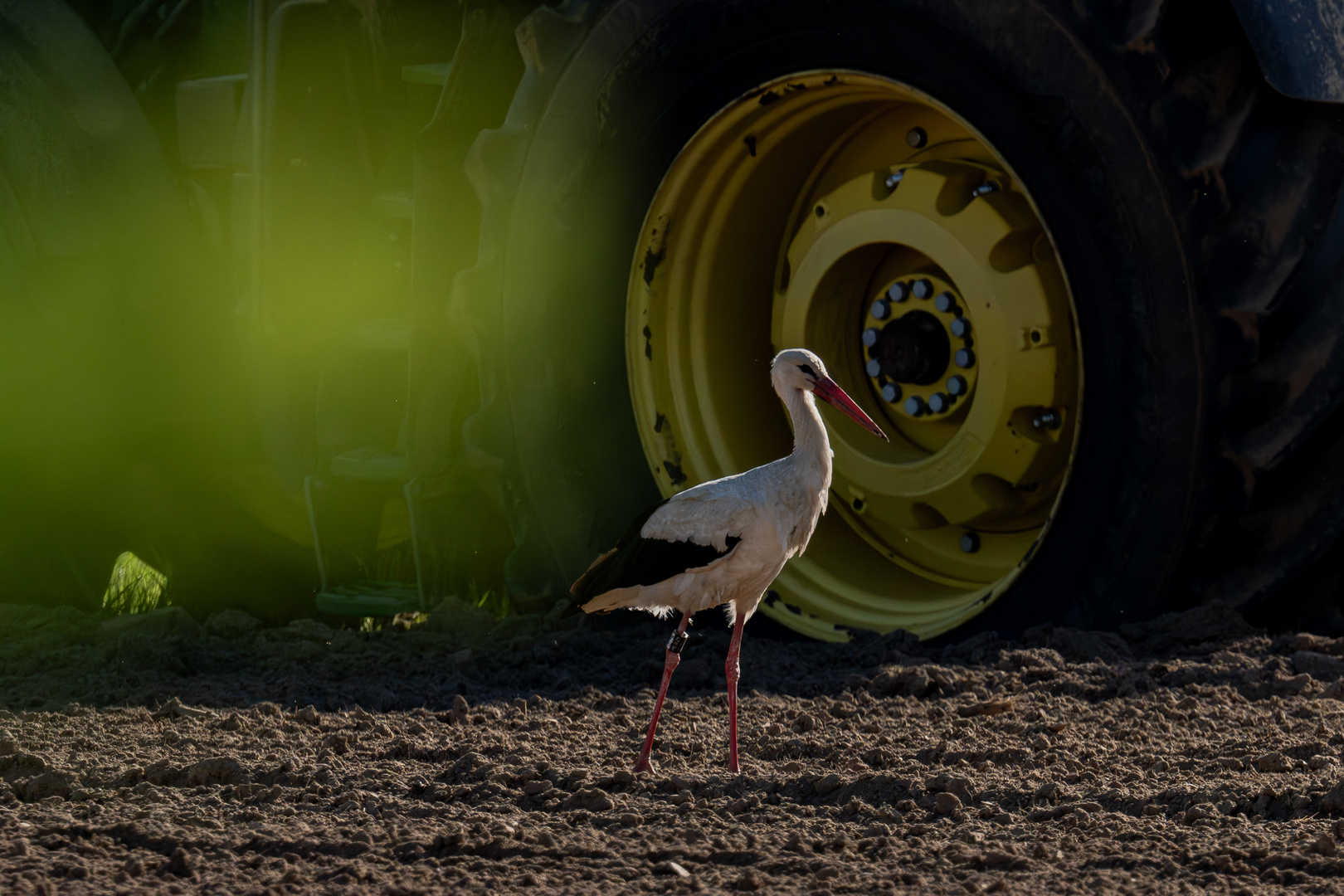 Storch vor Traktor