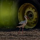 Storch vor Traktor