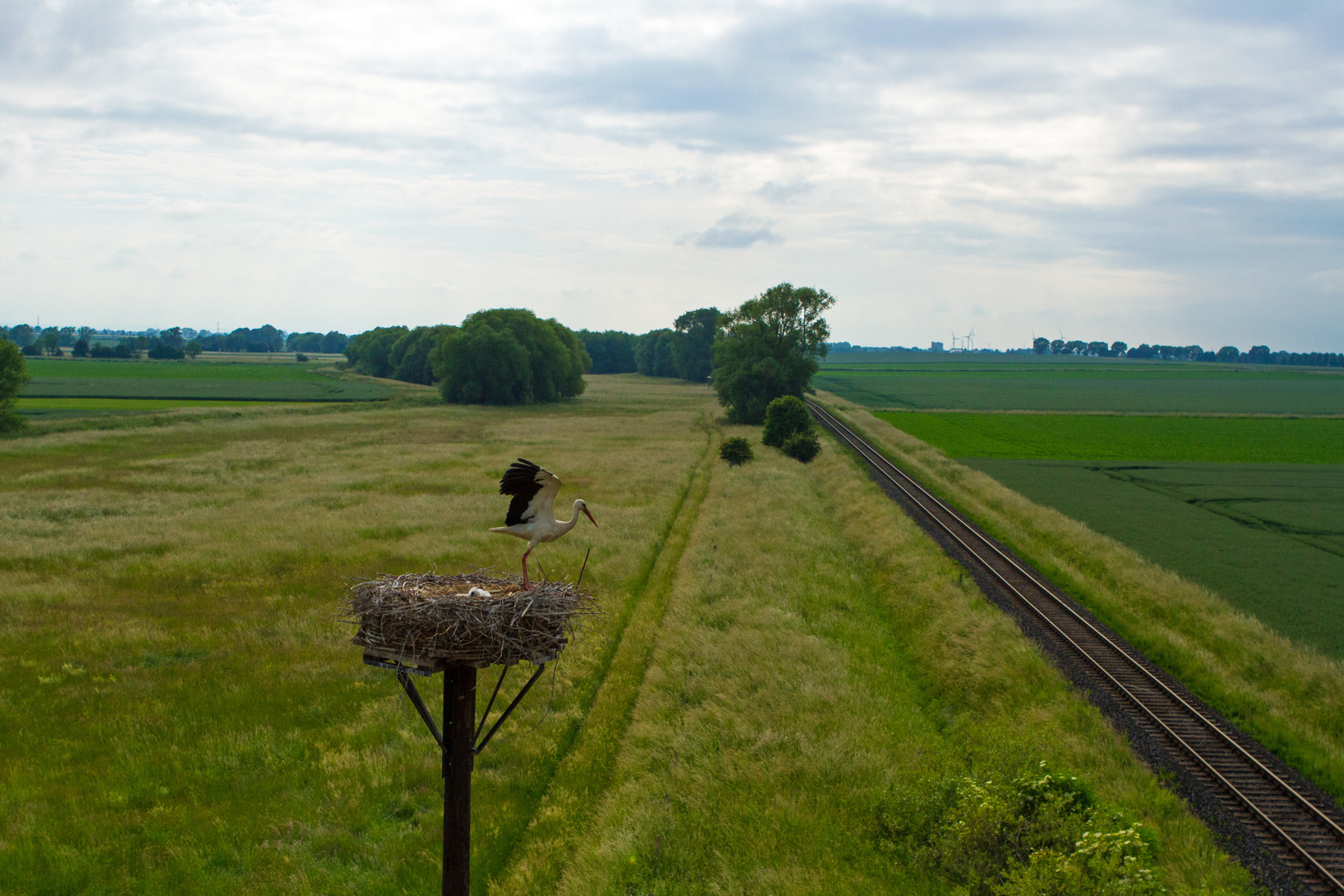 Storch vorm Abflug