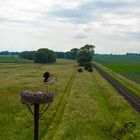 Storch vorm Abflug