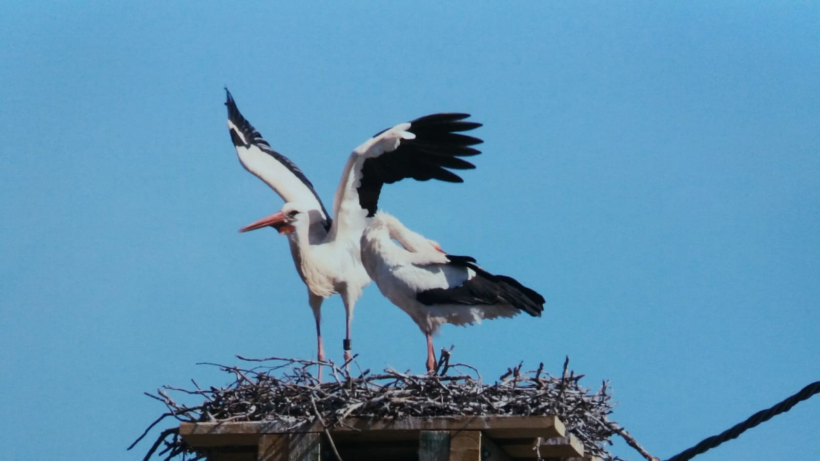 Storch war auf Nahrungssuche 