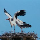 Storch war auf Nahrungssuche 