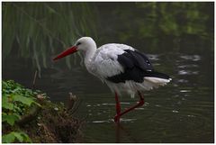 ** Storch Wassertreten **