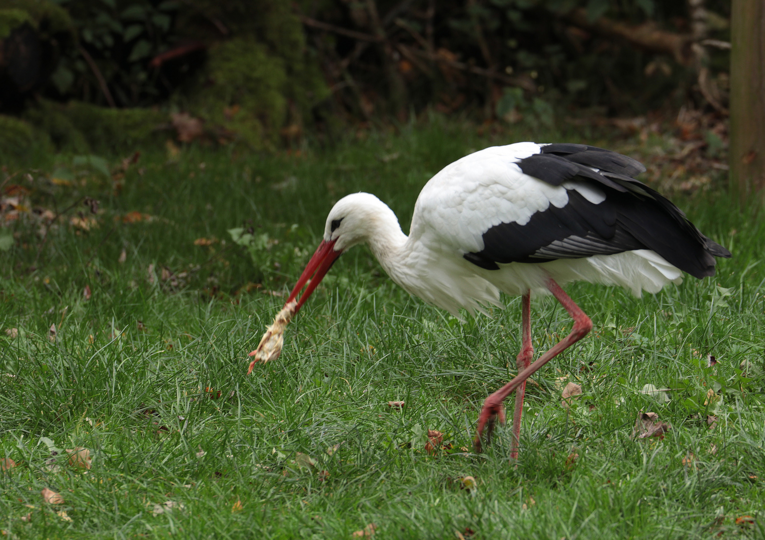 Storch weiß