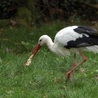 Storch weiß