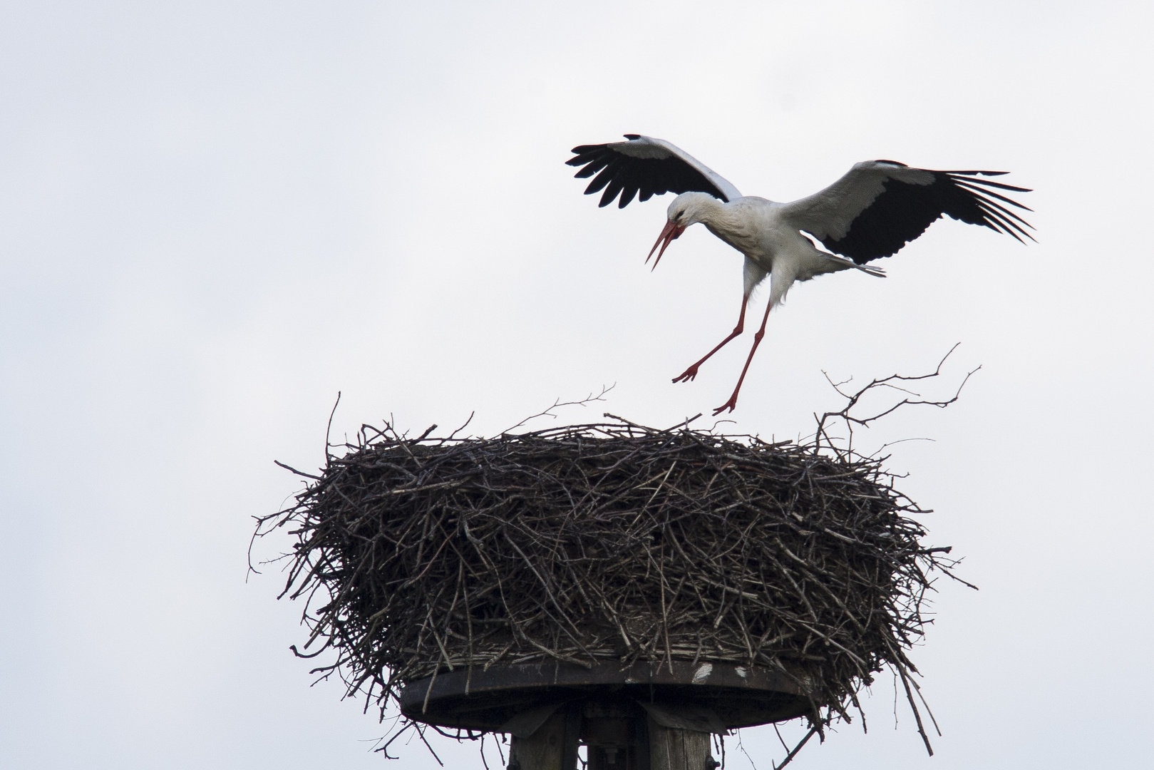 Storch Werner im Landeanflug ... um Vorbereitungen für Luise zu treffen:)