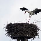 Storch Werner im Landeanflug ... um Vorbereitungen für Luise zu treffen:)