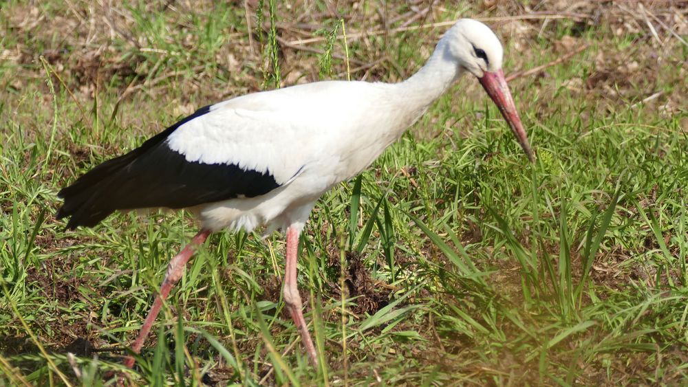Storch wieder da Foto & Bild tiere, wildlife, wild lebende vögel Bilder auf