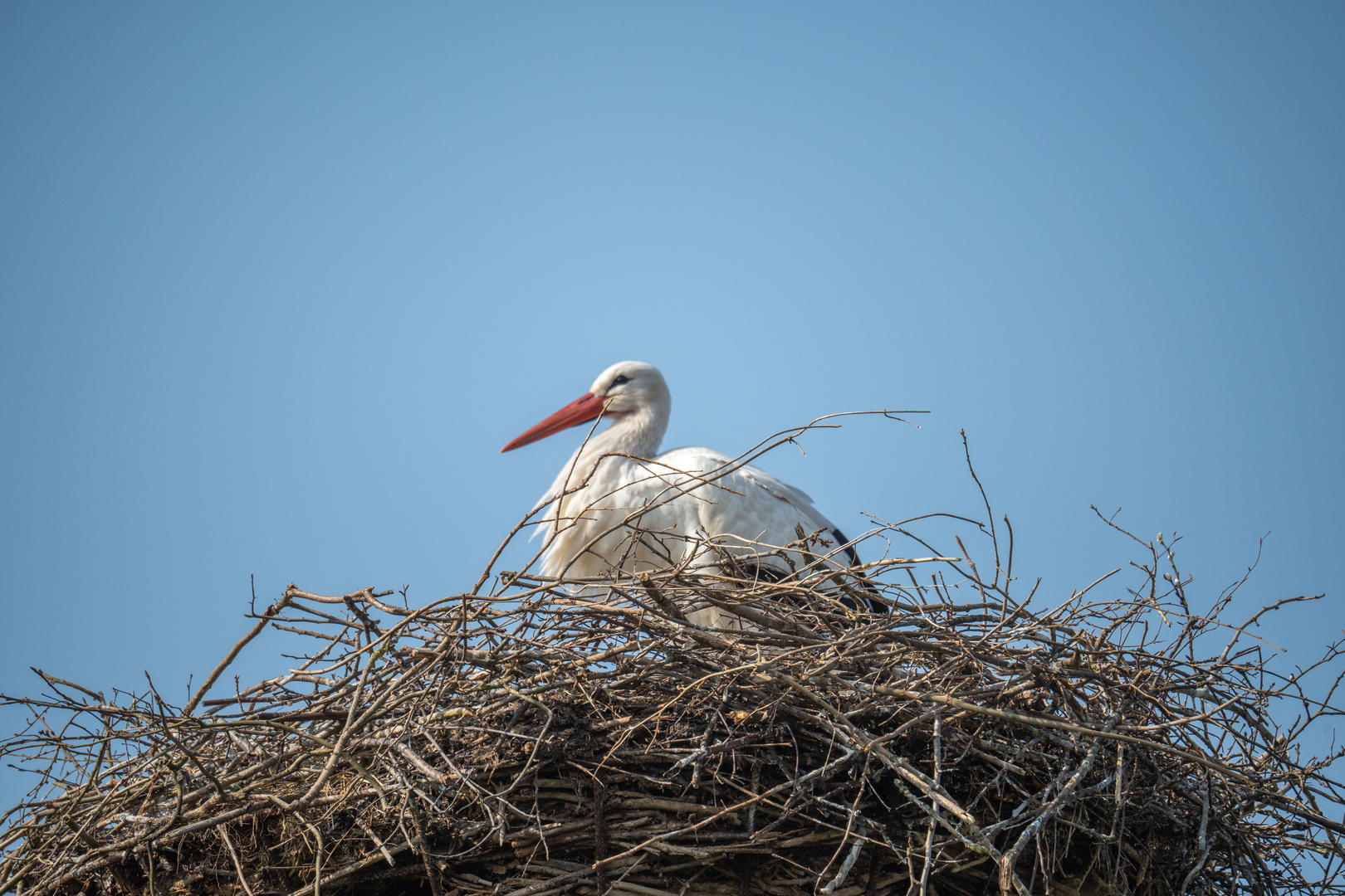 Storch wieder zurück