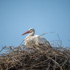 Storch wieder zurück