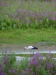 Storch Willi